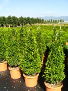 Buxus Microphylla Faulkner cono H100/120 25Lt